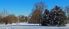 Klosterbergarten im Winter (Foto: Isabel Tönniges)